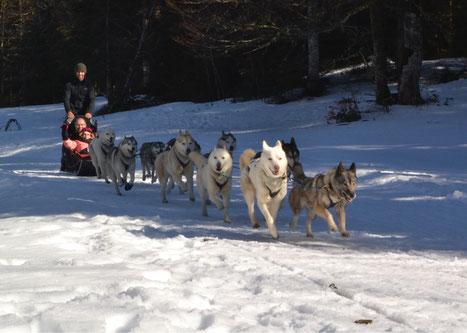 chiens de traîneau neige 