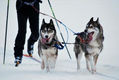 husky neige ski