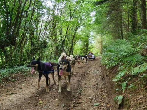 chiens de traineau en forêt