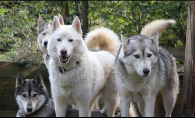 meute de chiens de traineau