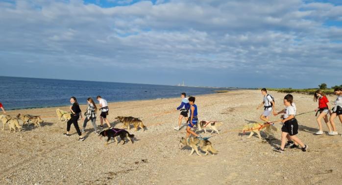 chien de traineau plage