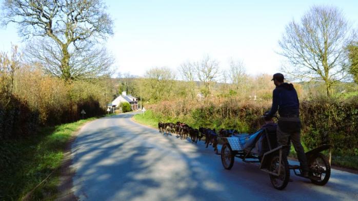 chiens de traîneau route 