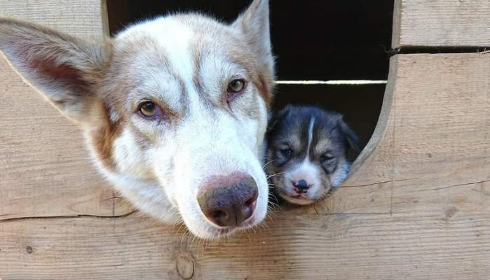 Chien de traineau et chiot