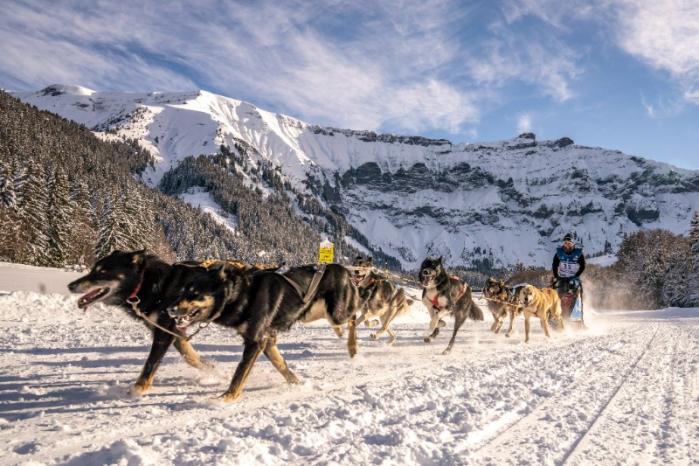 course de chiens de traineau