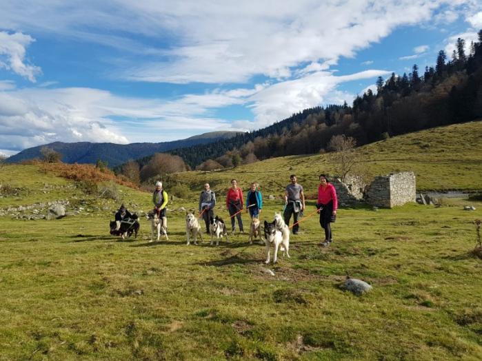 balade avec chiens