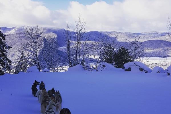Neige husky traîneau