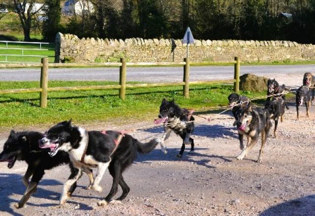 CANI KART, le baptême avec un attelage de chien de traineau