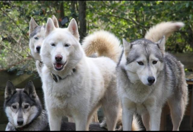 VISITE DES PARCS, découvrir leur environnement