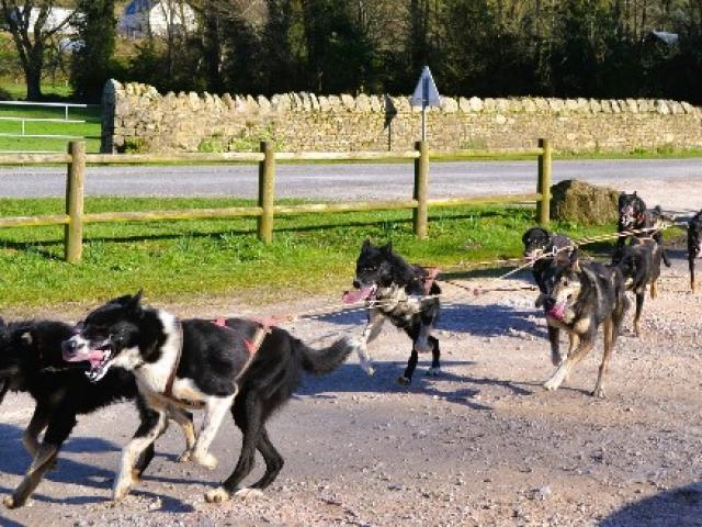 CANI KART, le baptême avec un attelage de chien de traineau