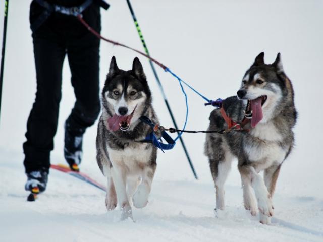 husky neige ski