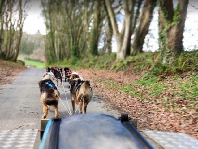 CANI KART, le baptême avec un attelage de chien de traineau