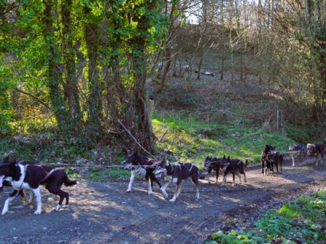 CANI KART, le baptême avec un attelage de chien de traineau