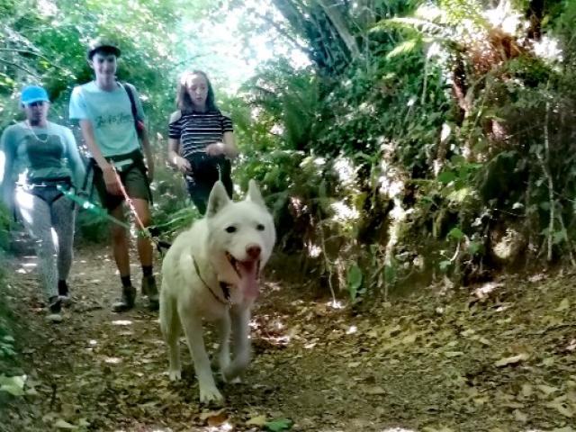 CANI RANDONNEE, la proximité avec son chien de traineau
