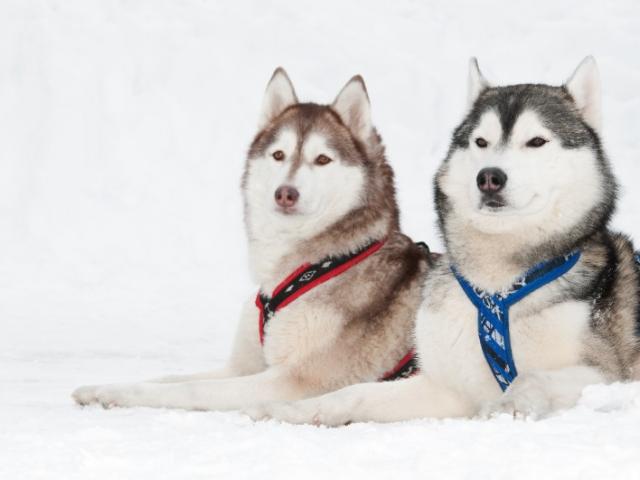 Huskies