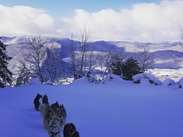 Neige husky traîneau