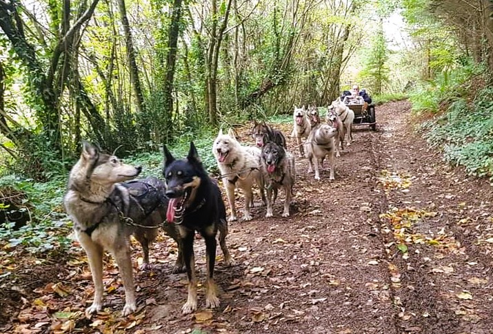 chiens de traineau dans le cotentin